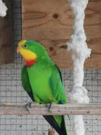 grande perruche, Animaux & Accessoires, Oiseaux | Perruches & Perroquets, Sexe inconnu, Perruche