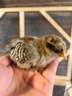 Poussins Cochin Kriel ~ PUREBRED