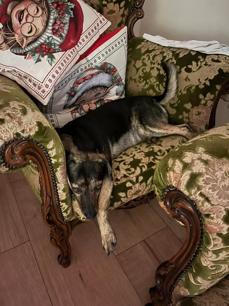 Ik zoek een huurhuis waar huisdieren zijn toegestaan., Autres espèces