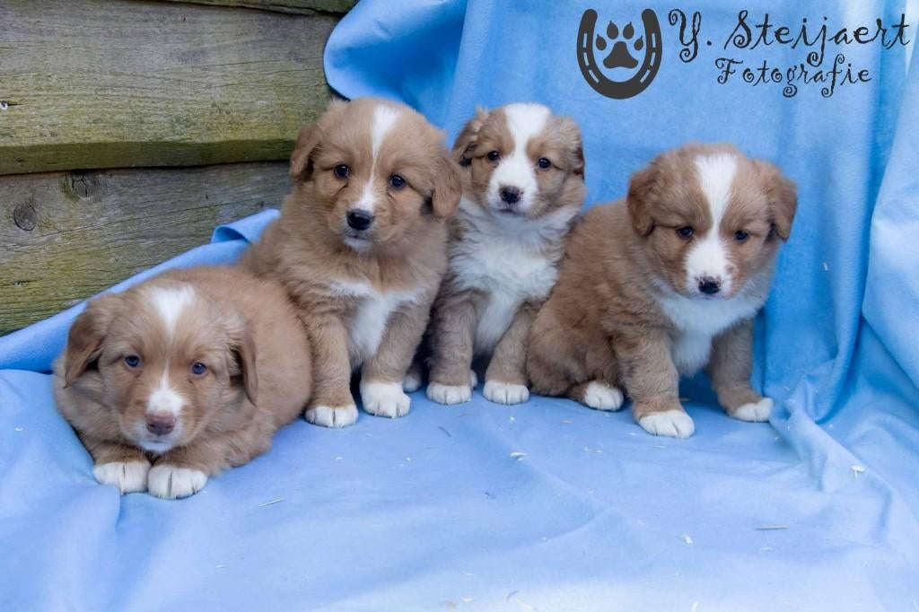 toller pups, beide ouders zijn aanwezig, Parvo, België, Overige rassen, 8 tot 15 weken