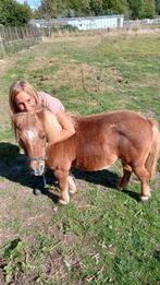 GEZOCHT:Gezelschapspony voor Pony  Mikey, Dieren en Toebehoren, Ophalen, Bruin, BR