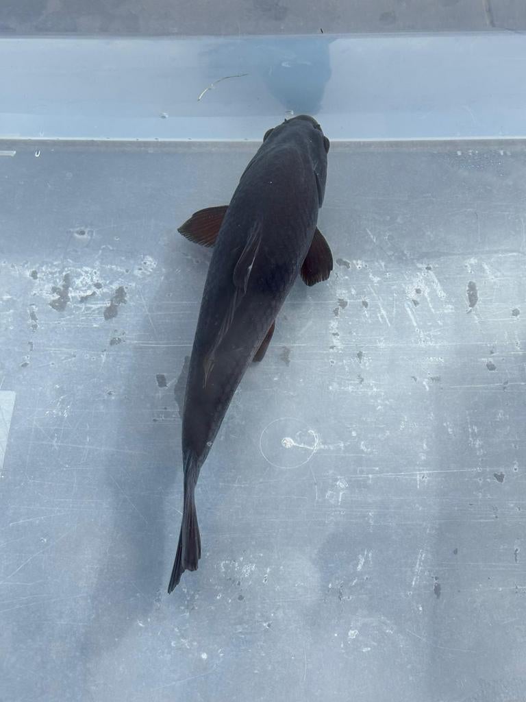 Prachtige Karasugoi Tosai, Dieren en Toebehoren, Vissen | Vijvervissen