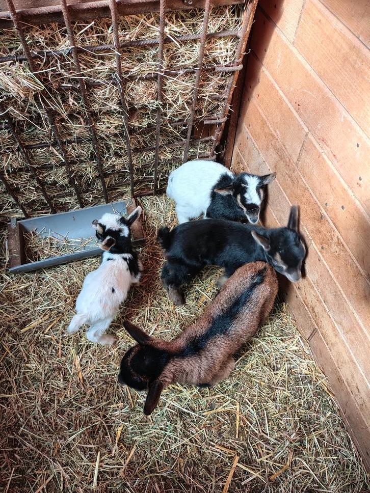 Prachtige jonge geitjes, Animaux & Accessoires, Moutons, Chèvres & Cochons, Chèvre, Plusieurs animaux, 0 à 2 ans