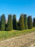 Taxus baccata, Enlèvement