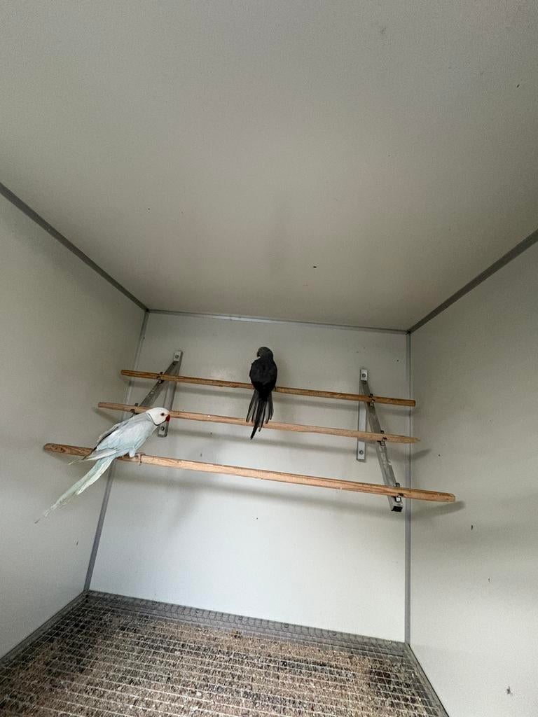 Kweekkoppel blauw pallid halsbandparkieten, Plusieurs animaux, Perruche, Bagué