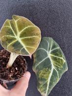 Alocasia Black velvet Gold, Ophalen of Verzenden