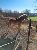 Haflinger hengstveulen, Dieren en Toebehoren, Pony's, Met stamboom