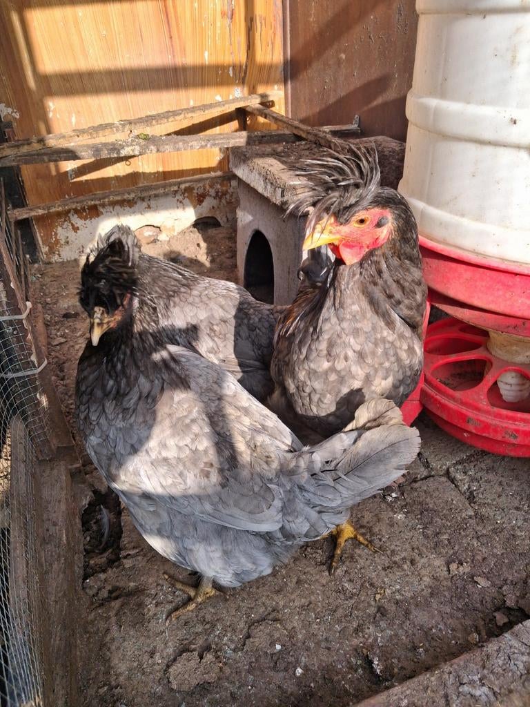 Kosovolangkraaier, Dieren en Toebehoren, Pluimvee