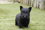 Prachtige Schotse Terriër pups, met stamboom, Dieren en Toebehoren, Honden | Jack Russells en Terriërs, Parvo, België, Overige rassen