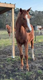 dressuurmerrie 2j, Dieren en Toebehoren, Merrie, Met stamboom, Dressuurpaard, 0 tot 2 jaar