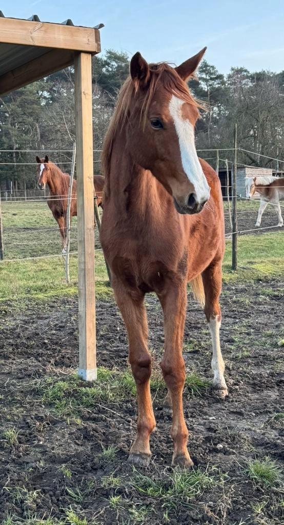dressuurmerrie 2j, Animaux & Accessoires, Chevaux, Jument, Non dressé, 165 à 170 cm, 0 à 2 ans, Cheval de dressage, Avec pedigree