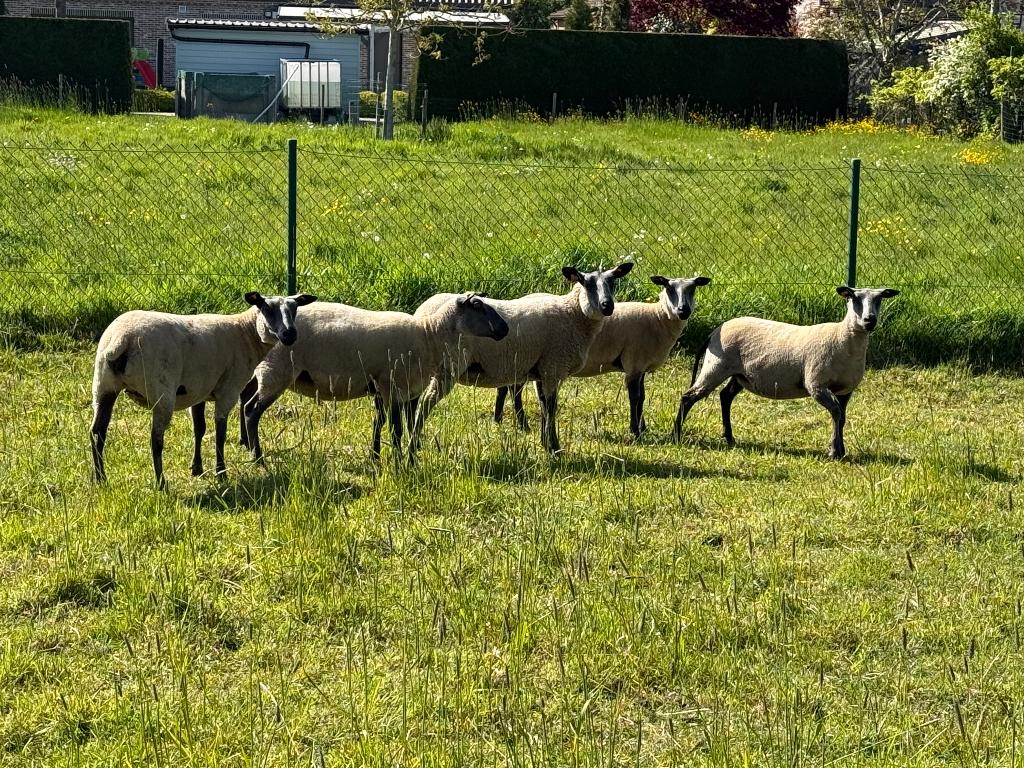 Bleu du Maine jaarlingooien, Dieren en Toebehoren, Schapen, Geiten en Varkens, Vrouwelijk, Schaap, 0 tot 2 jaar
