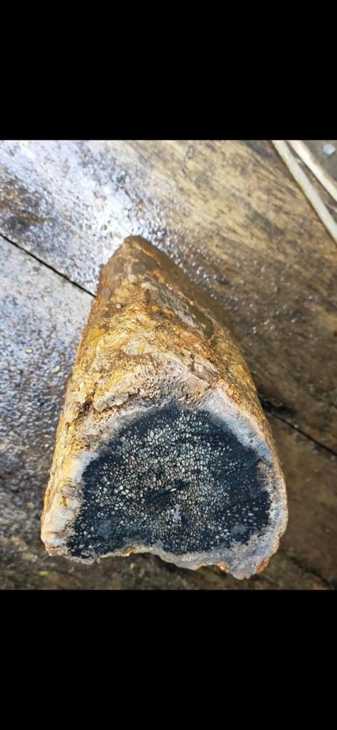 Versteend hout, Ophalen, Mineraal