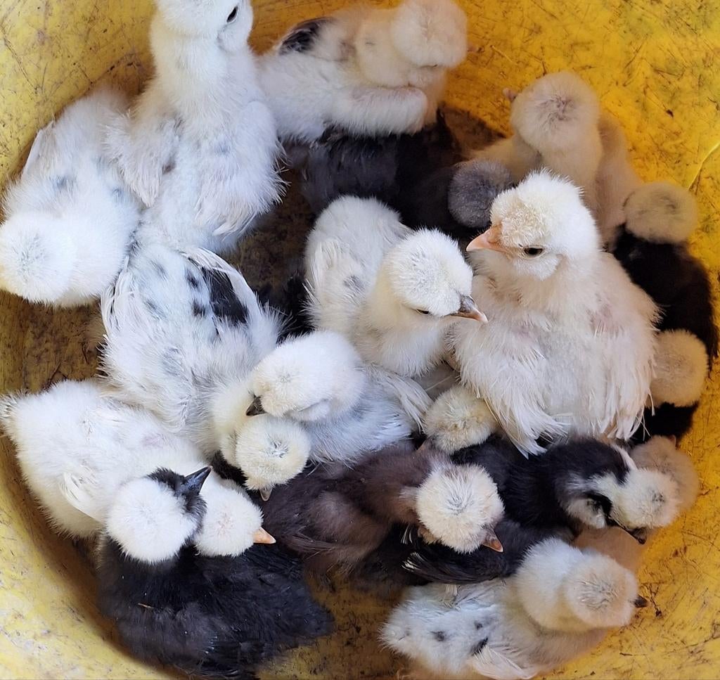 USA zijdehoender kuikens, Geslacht onbekend, Kip