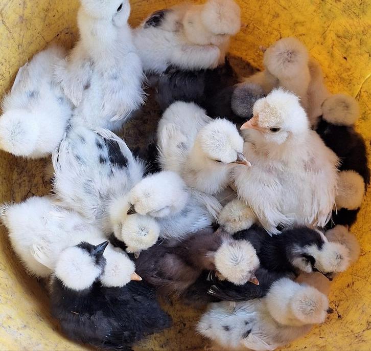 USA zijdehoender kuikens, Dieren en Toebehoren, Pluimvee, Kip, Geslacht onbekend