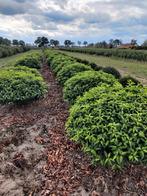 Prunus lusitanica platte bollen, Tuin en Terras, Ophalen