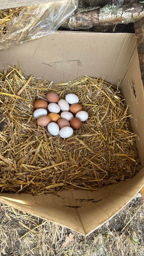 Oeufs frais en vente tous les jours, Animaux & Accessoires, Volatiles, Poule ou poulet