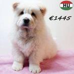 Chow Chow crème - chiots à vendre, 15 semaines à 1 an, Hépatite contagieuse (maladie de Rubarth), Autres races, Plusieurs animaux