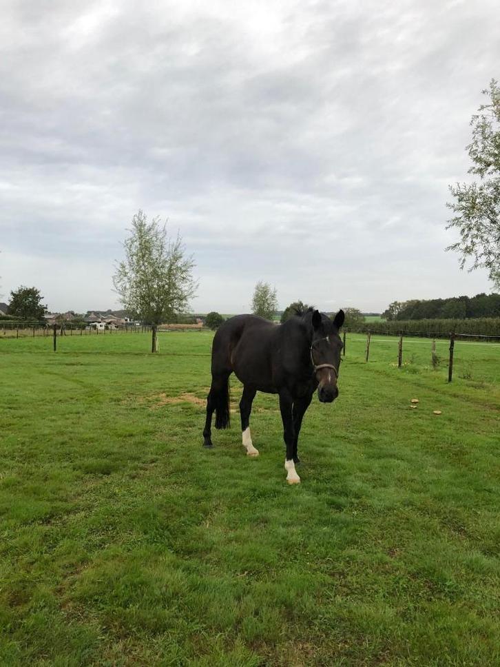 Paard te koop, Dieren en Toebehoren, Paarden, Ruin, L, 170 tot 175 cm, 11 jaar of ouder, Recreatiepaard, Met stamboom, Gechipt