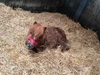 Super schattige shetty veulen!, Dieren en Toebehoren, 0 tot 2 jaar, Hengst, A pony (tot 1.17m), Gechipt