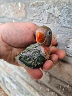 Tourtereaux Fischeri à élever à la main, Animaux & Accessoires, Oiseaux | Perruches & Perroquets, Plusieurs animaux, Perroquet nain ou Inséparable