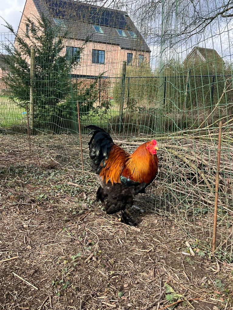 Coq brahma, Animaux & Accessoires, Volatiles, Mâle, Poule ou poulet