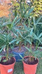 Les palmiers sont robustes, Jardin & Terrasse, Enlèvement
