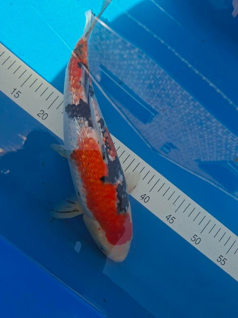 Koi japonais, Animaux & Accessoires, Poissons | Poissons d'étang