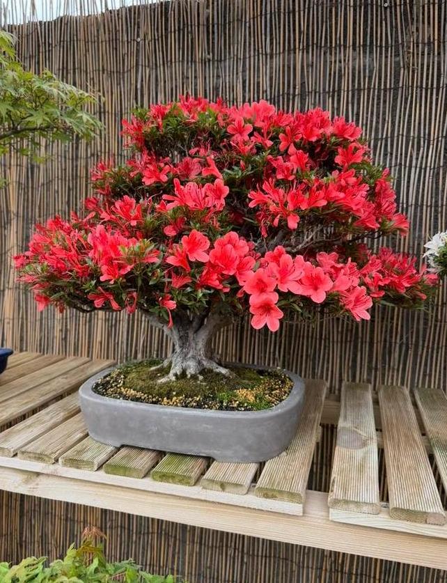 Bonsaï Azalée Kinsai - 61 ans, Jardin & Terrasse, En pot, Moins de 100 cm, Autres espèces, Enlèvement