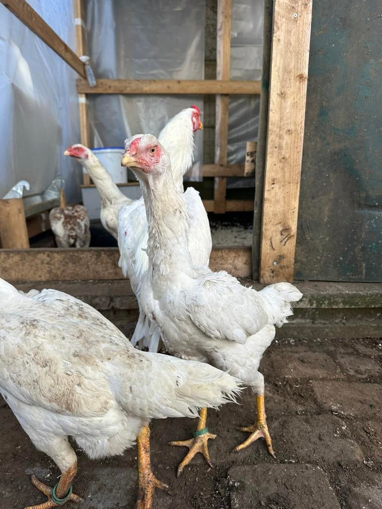 broedeiren shamo, Dieren en Toebehoren, Kip