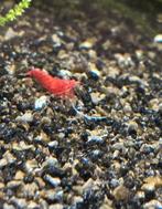 Vuurgarnalen, Animaux & Accessoires, Homard, Crabe ou Crevette