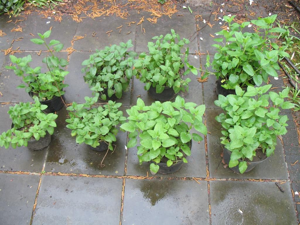 Citroenmelisse, kruiden, Tuin en Terras, Planten | Tuinplanten, Vaste plant, Kruiden, Ophalen of Verzenden