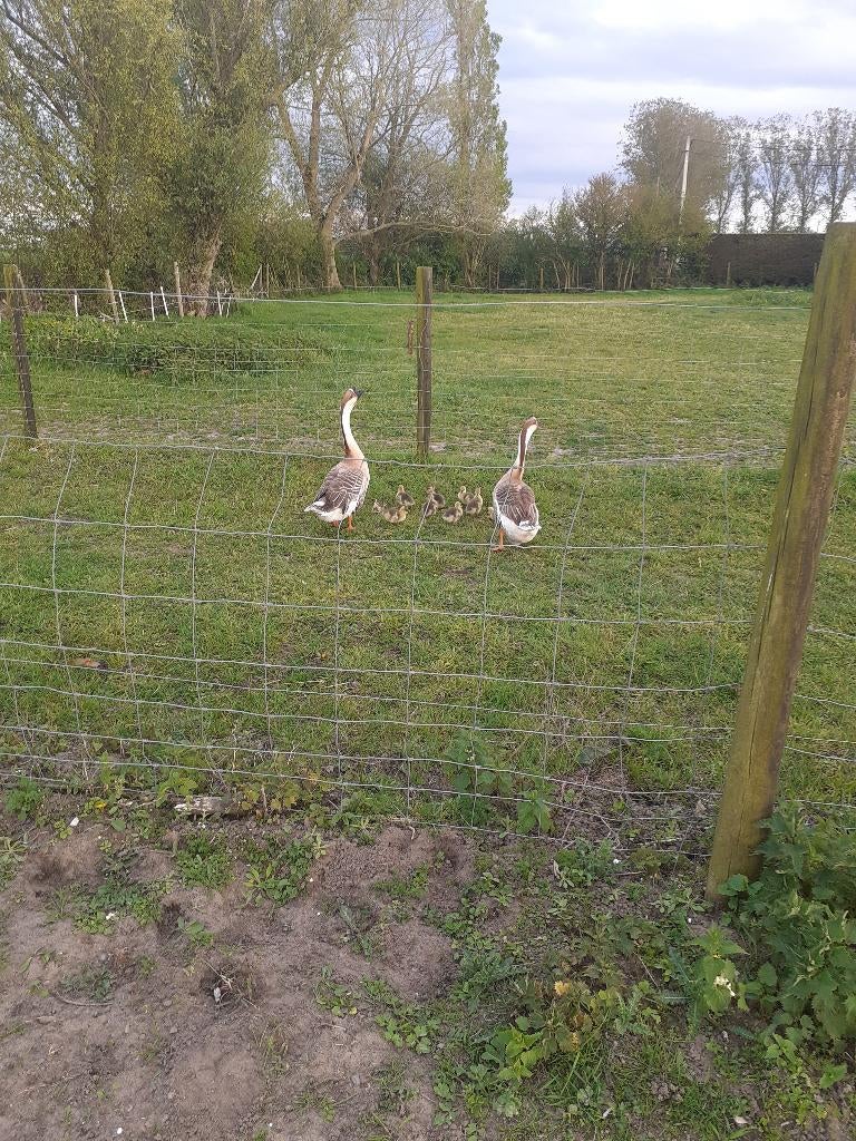 ganzen, Gans of Zwaan