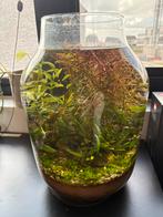 Aquascape vaas met planten en garnalen - instapklaar, Enlèvement, Comme neuf