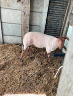 Je recherche un rouge de l’ouest