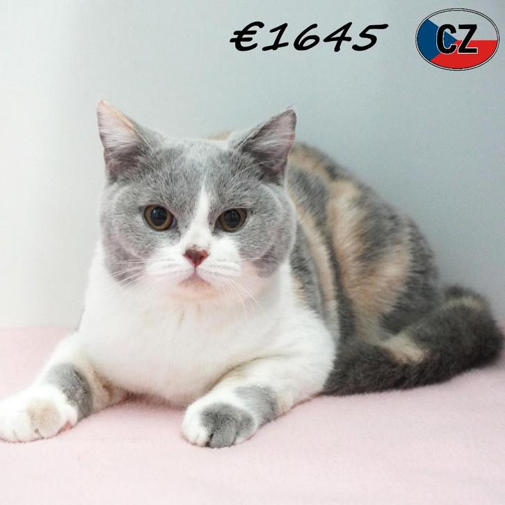 Britse Korthaar - kittens te koop, Dieren en Toebehoren, Katten en Kittens | Raskatten | Korthaar, Meerdere dieren, 0 tot 2 jaar