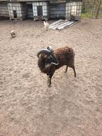 Soy schapen, Dieren en Toebehoren, Schapen, Geiten en Varkens