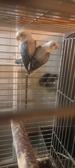 Couple inséparables, Animaux & Accessoires