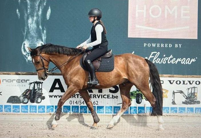 Prachtige e-pony/klein paard te koop!, Animaux & Accessoires, Chevaux, Hongre, Z, Avec pedigree