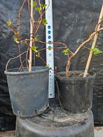 Klim hortenses, ongeveer 1m hoog, Tuin en Terras, Ophalen