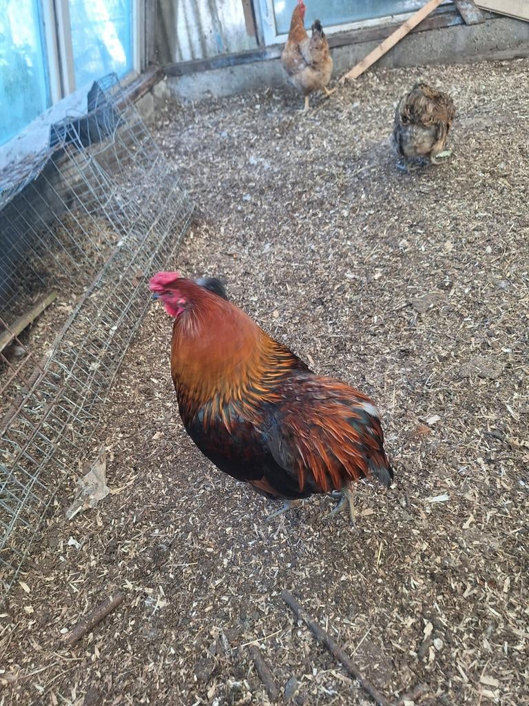 Araucana hannen  per stuk 15€, Animaux & Accessoires, Volatiles