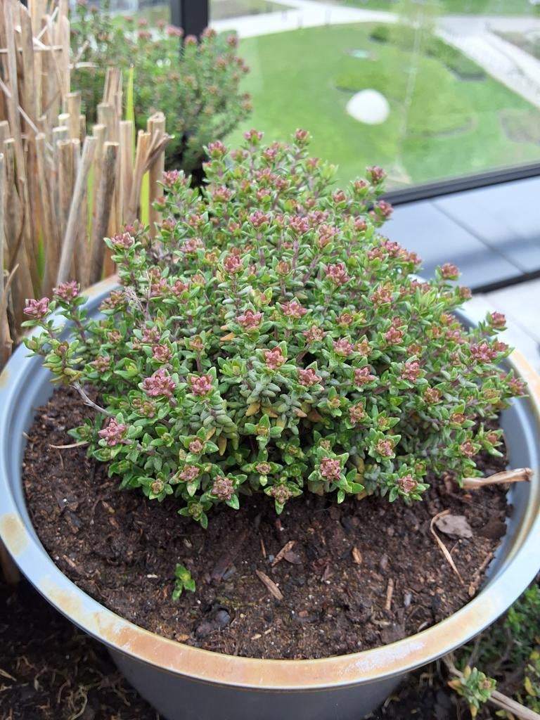 tijm in pot diameter 15 cm winterhard 5 euro., Ophalen, In pot