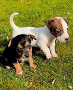 Jack Russel pups kortpotige, Dieren en Toebehoren, België, Fokker | Hobbymatig, HCC (leverziekte), Jack Russell Terriër