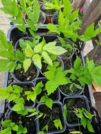 Glycines, Tuin en Terras, Planten | Bomen, Overige soorten, Lente, 250 tot 400 cm, Ophalen