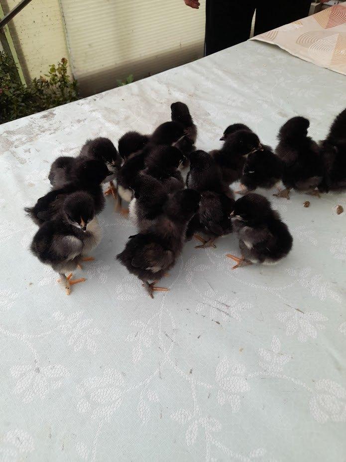 poussins marans noir/cuivré, Animaux & Accessoires, Volatiles, Poule ou poulet, Sexe inconnu