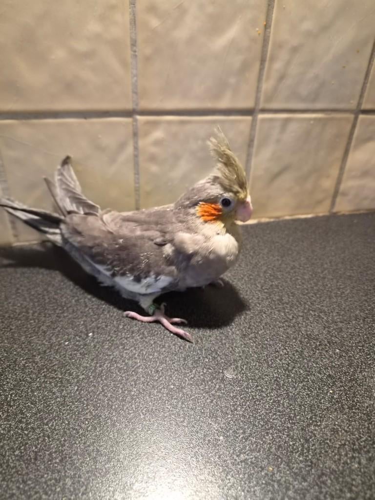 Jonge handtamme valkparkiet, Mannelijk, Parkiet, Geringd