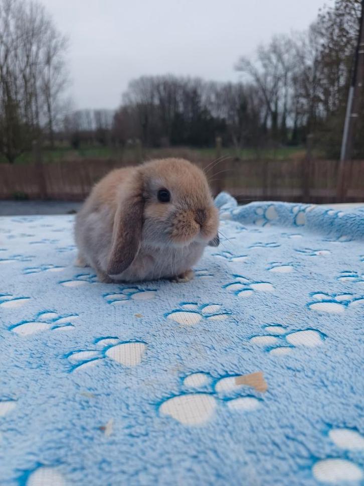 Minilop rammetje, Dieren en Toebehoren, Konijnen, Klein