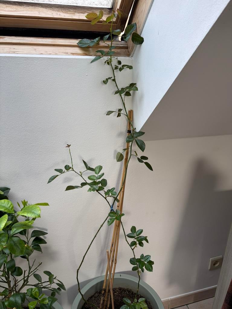 Rozenplant in pot, Halfschaduw, Overige soorten, 100 tot 250 cm, Zomer