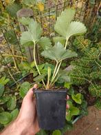 Aardbijplanjes, Tuin en Terras, Planten | Tuinplanten, Ophalen, Volle zon, Tweejarig, Zomer