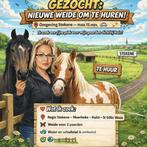 Huurweide gezocht, Weidegang, 2 of 3 paarden of pony's